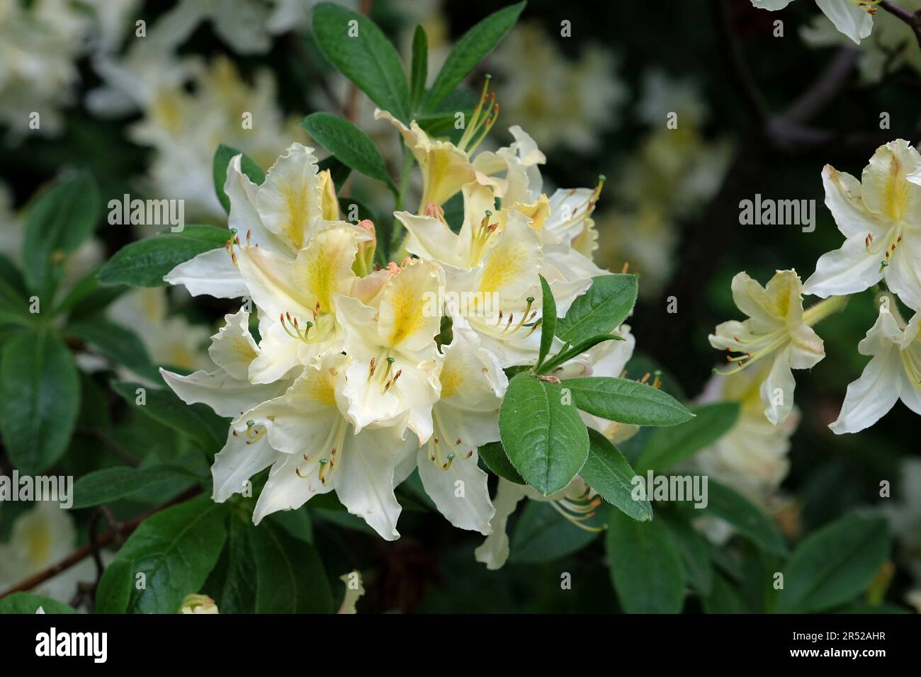 White and yellow Rhododendron 'Daviesii' in flower Stock Photo - Alamy
