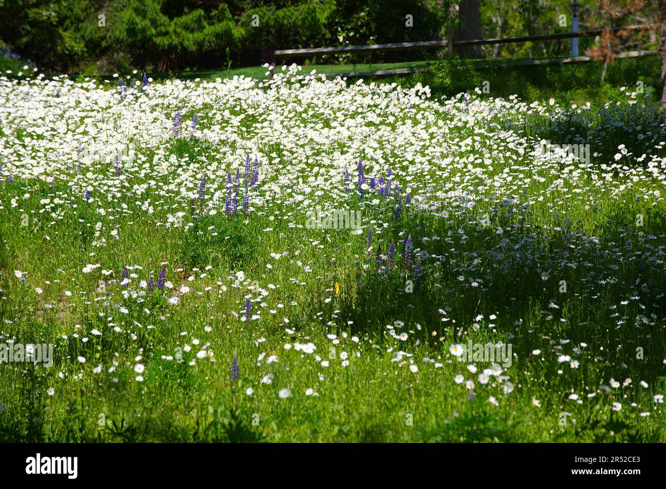 A field of Daisies in East Dennis, Massachusetts (Cape Cod), USA Stock Photo