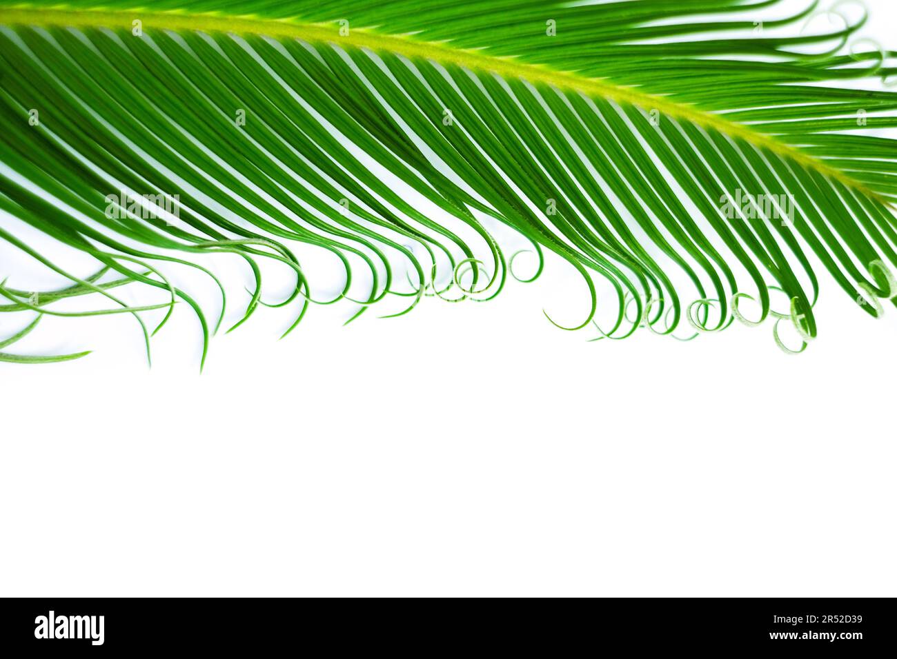 Frame with a green tropical leaf. Isolated on white Stock Photo - Alamy