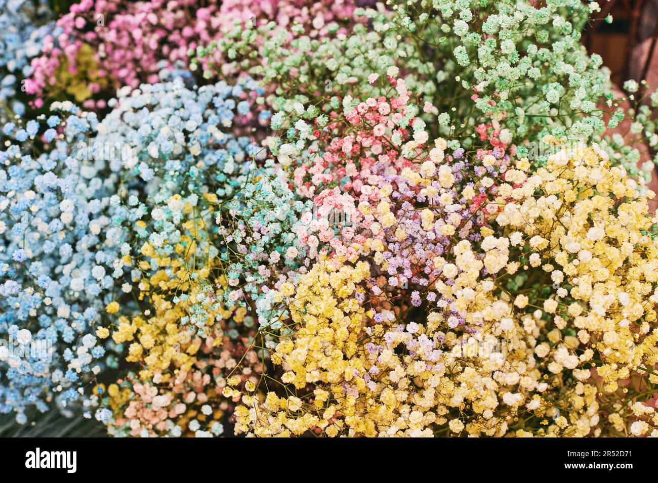 Colorful gypsophila flowers, huge bouquet with many different colors