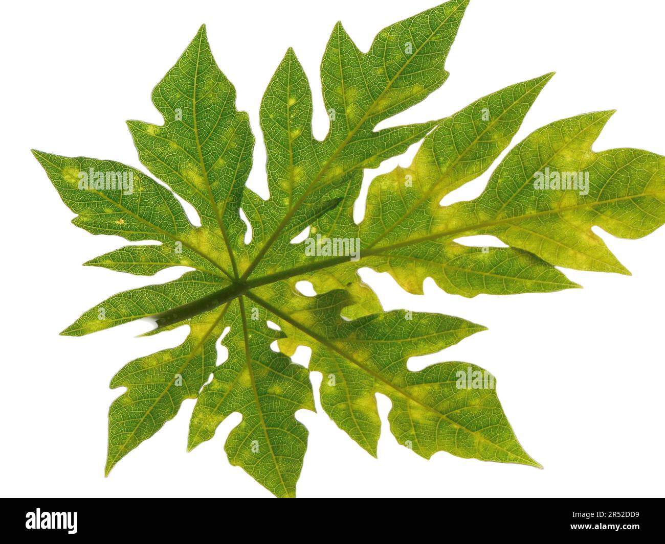 Papaya leaves in the tree isolated on white. Carica papaya Stock Photo