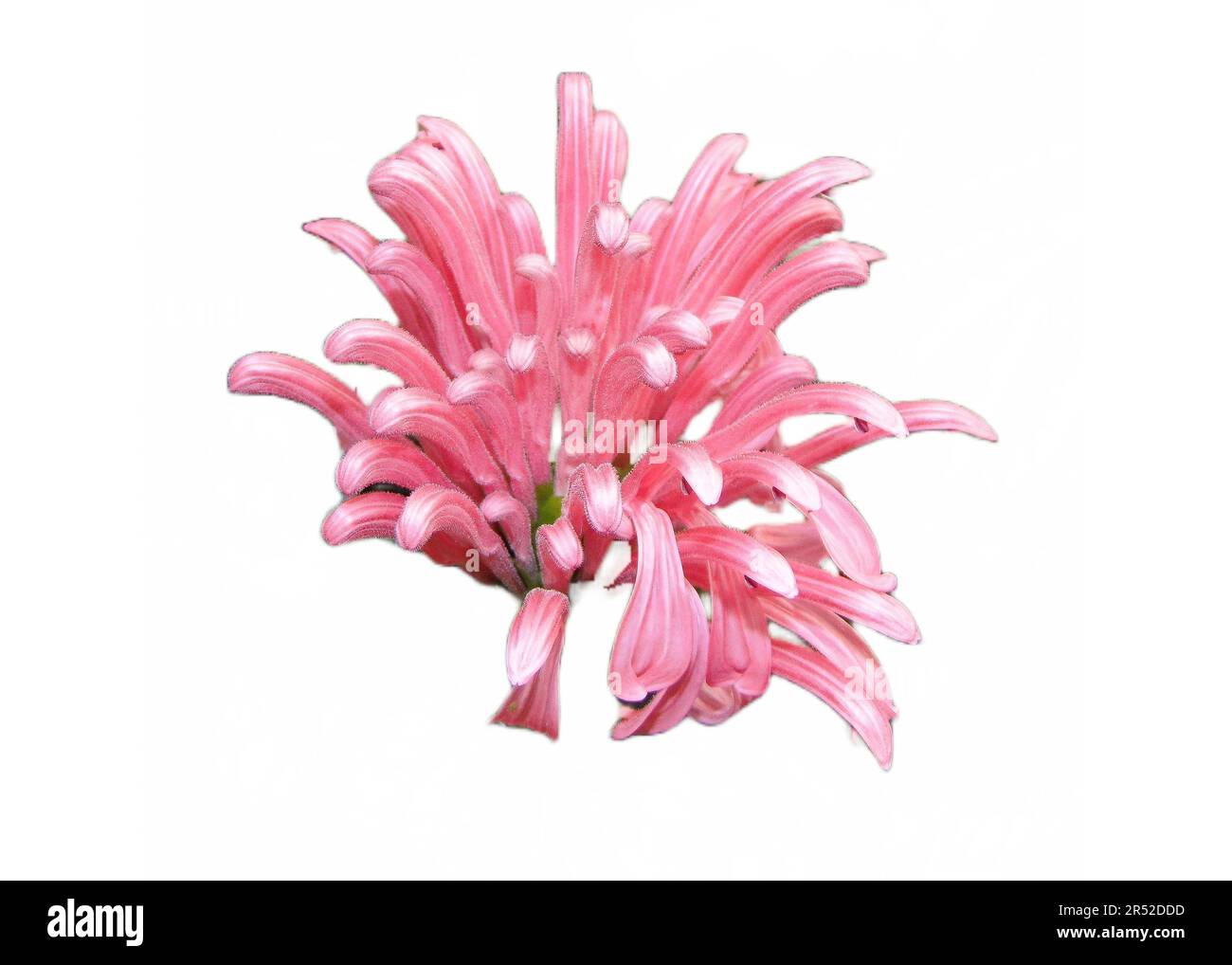 Justicia isolated hi-res stock photography and images - Alamy