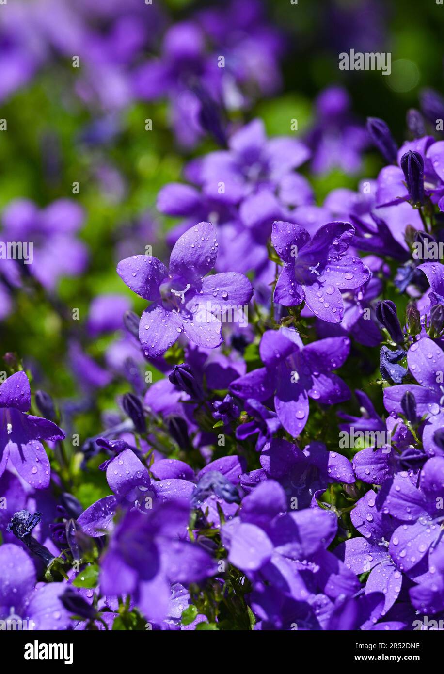 Campanula flowers commonly known as bellflowers growing on a small urban garden patio during a warm day in Spring UK Stock Photo