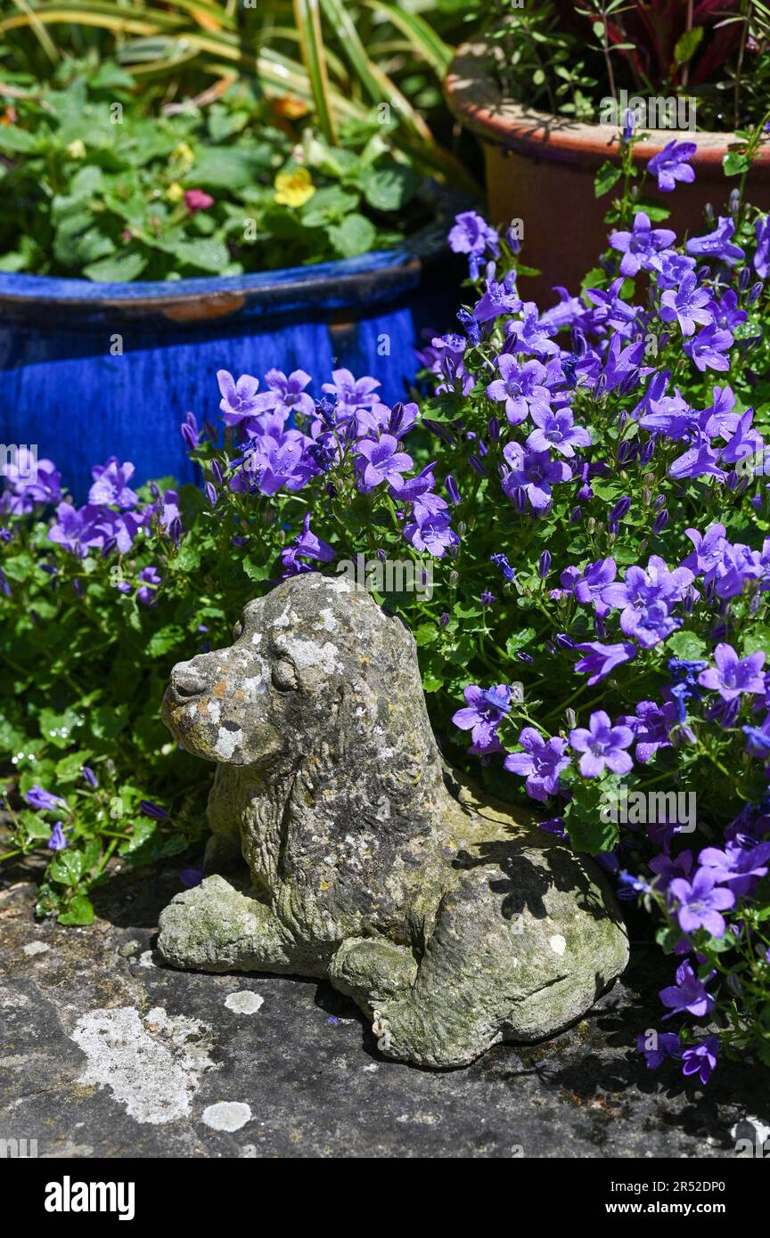 Campanula flowers commonly known as bellflowers growing on a small urban garden patio during a