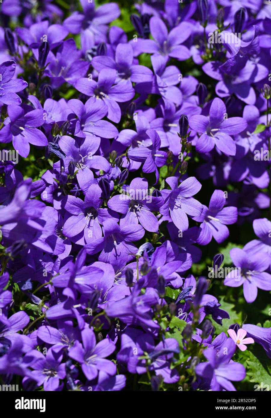 Campanulas hi-res stock photography and images - Alamy