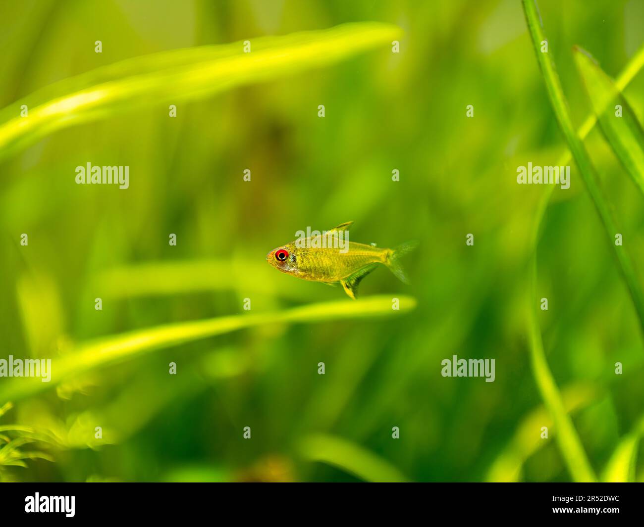 selective focus of a lemon tetra (Hyphessobrycon pulchripinnis ) isolated in a fish tank with blurred background Stock Photo