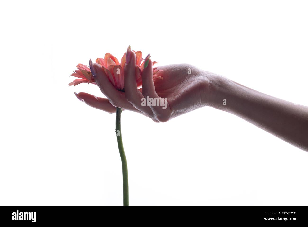 Pink flower in a female hand Stock Photo