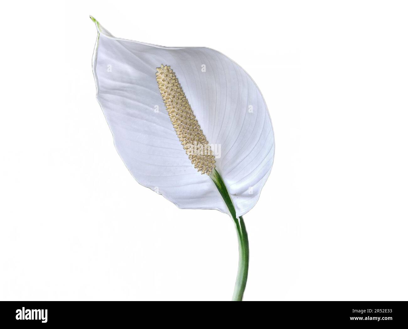 Peace lily flower. Spathiphyllum plant isolated on white Stock Photo