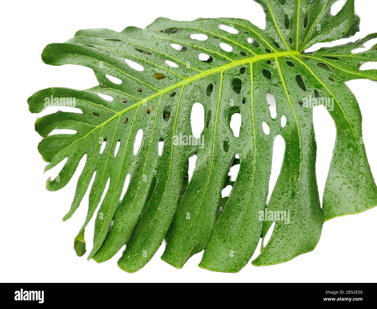 Swiss cheese plant isolated on white. Monstera deliciosa plant Stock