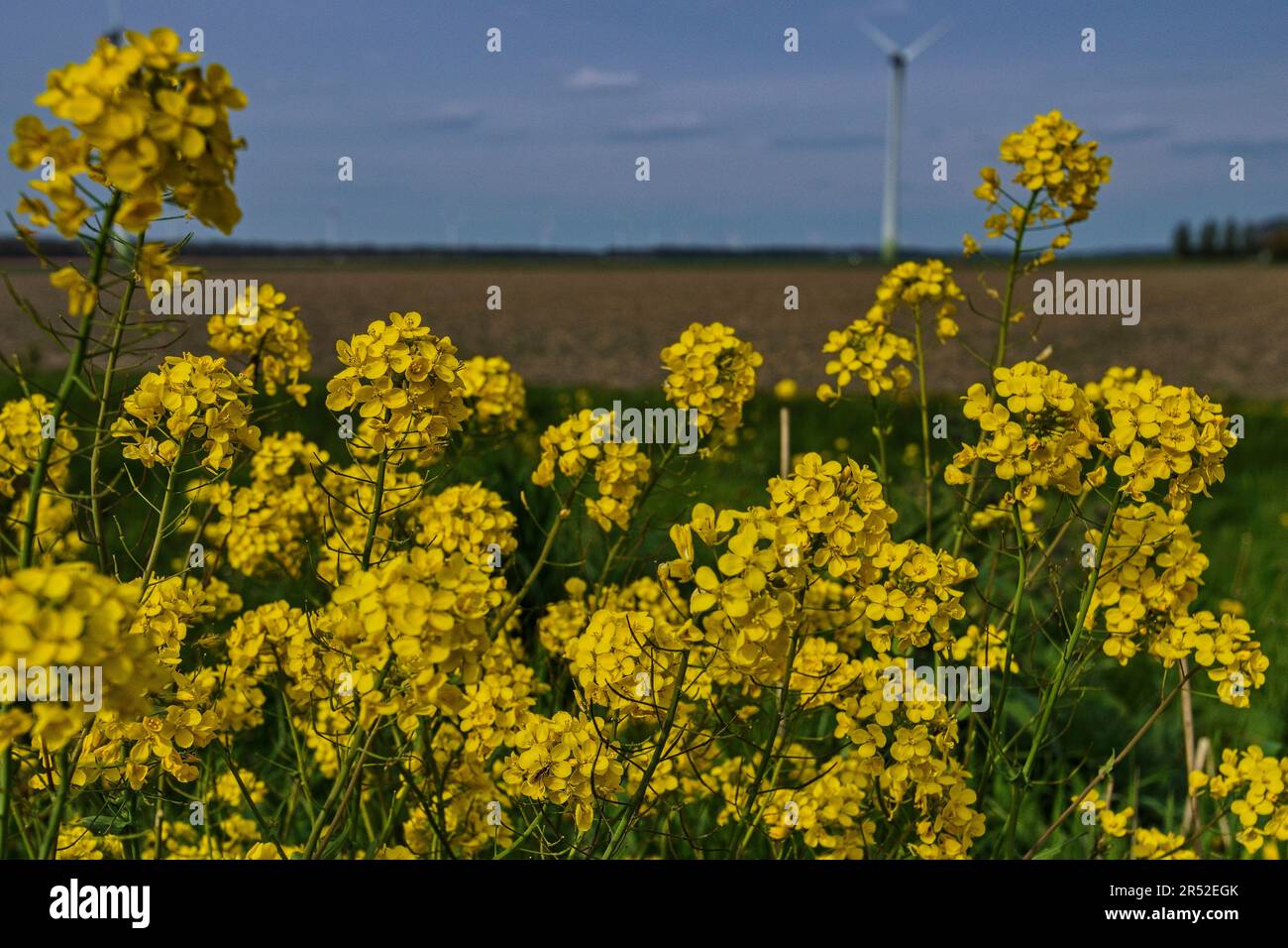 Raps zwischen Wildpflanzen am Grabe eines Wasserlaufs in Holland - Zeewolde Stock Photo