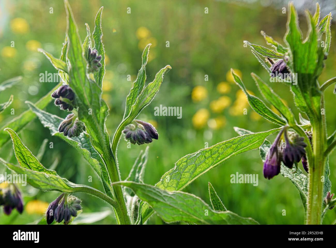 Echter Beinwell Symphytum officinale Stock Photo