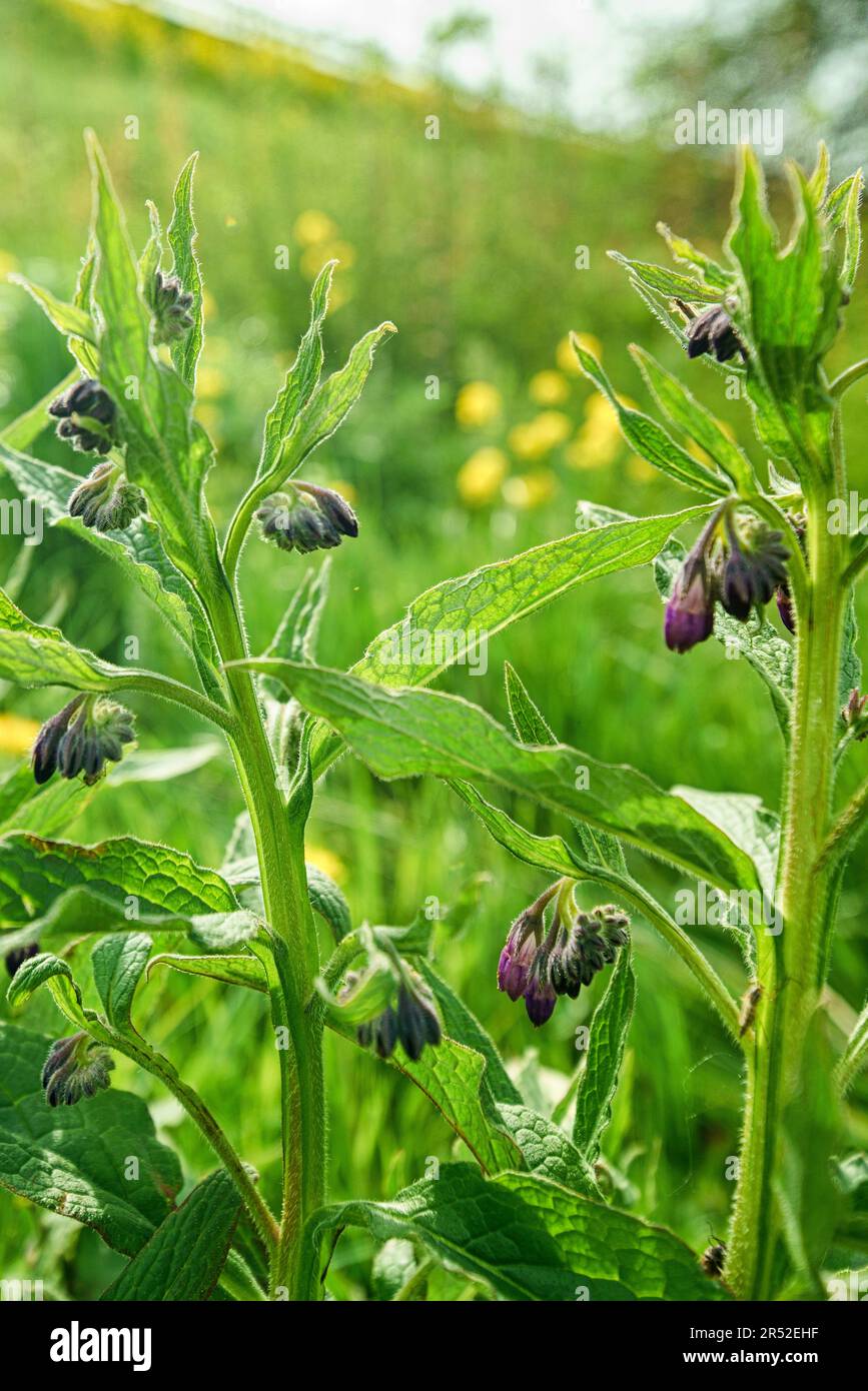 Beinwell gesehen in Zeewolde am Damm als ich geparkt hatte um die Tulpenfelder in der Ferne zu fotografieren Stock Photo