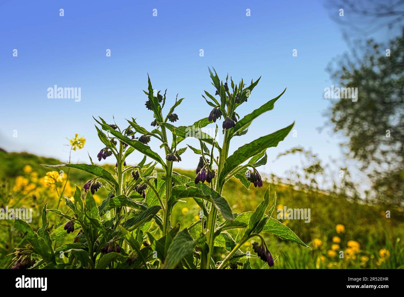 Beinwell umgeben von Wiesen und Bäumen in Holland Stock Photo