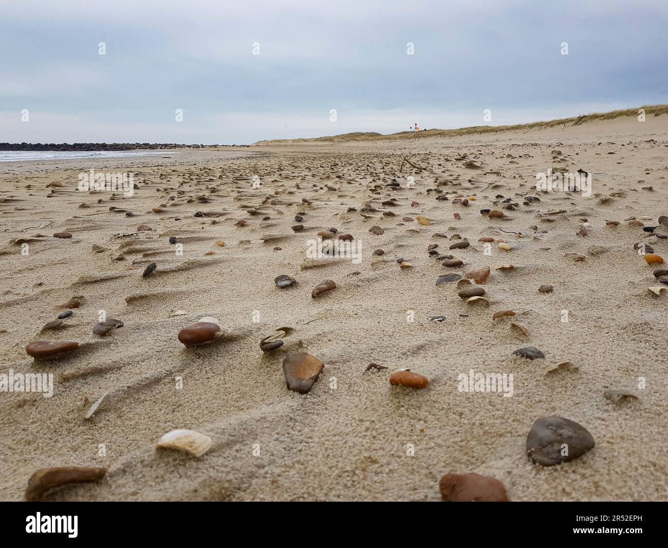 Shells and stones the beach at the northern sea in Blavand Denmark ...