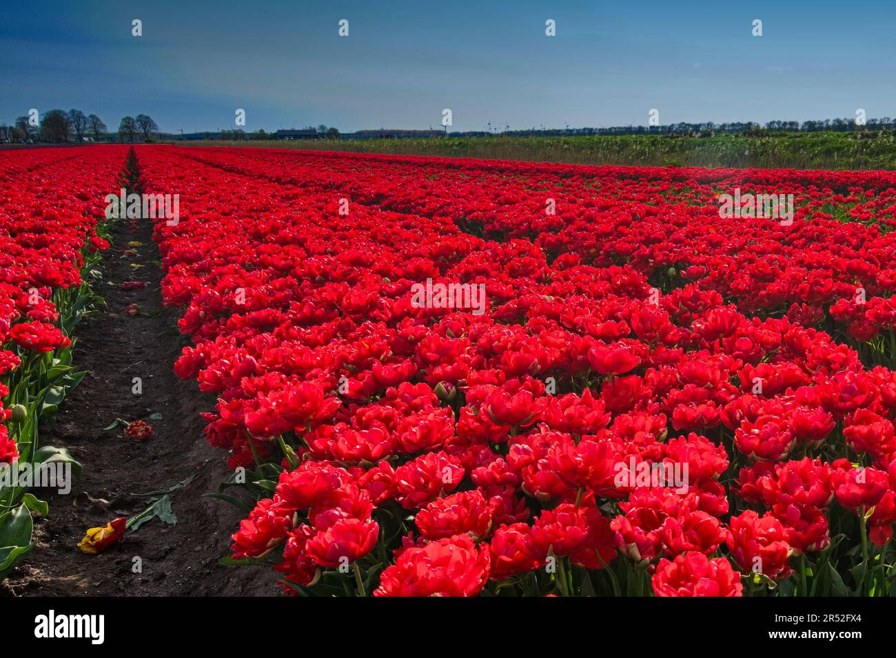 Tulpenfelder bei Zeewolde - Niederlande Stock Photo