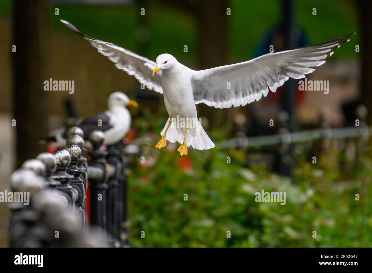 Seagull bird landing on a fence wityh outstretched wings Stock Photo