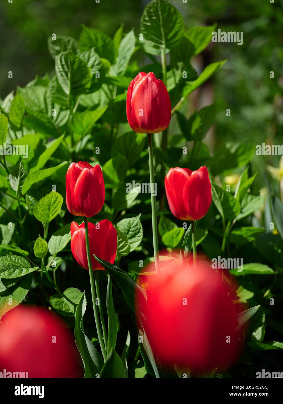 Red tulips growing in a garden. Close up. Stock Photo