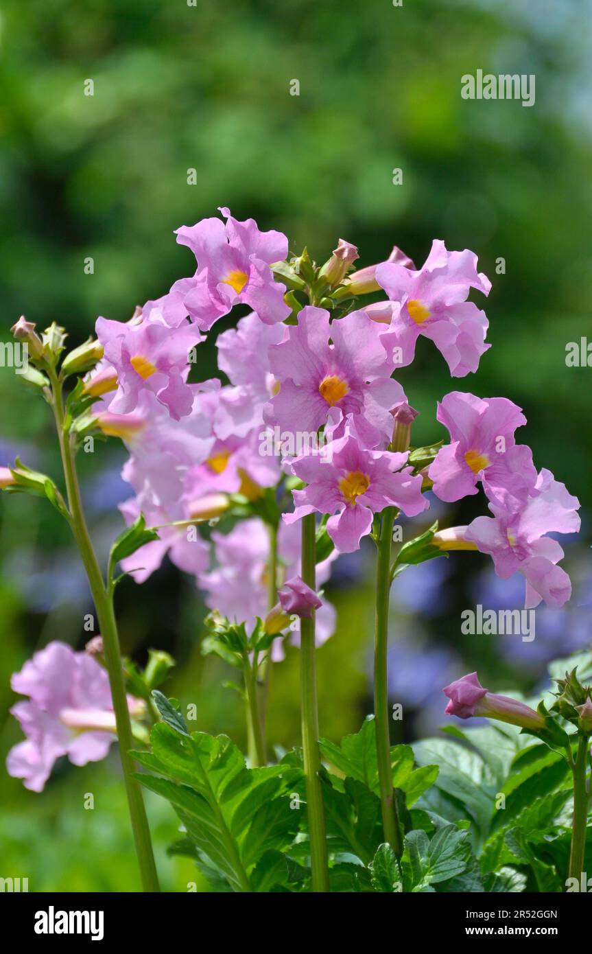 Outdoor, Garden Gloxia, Garden Gloxia (Incarvillea delavayi) (Incarvillea delava), Garden Gloxia, Outdoor Gloxia Stock Photo