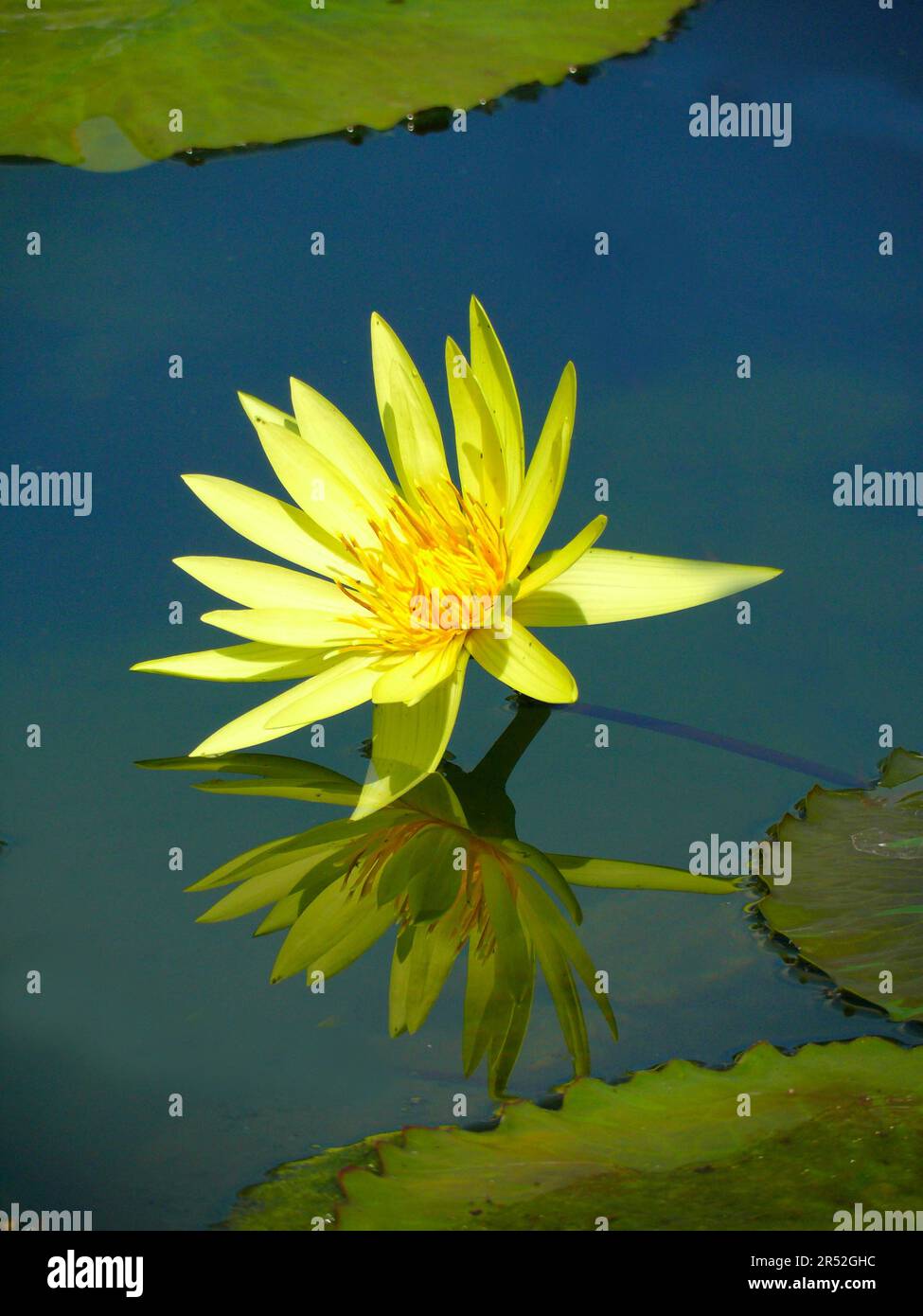 Zoological botanical garden Wilhelma Stuttgart, water lily pond, water