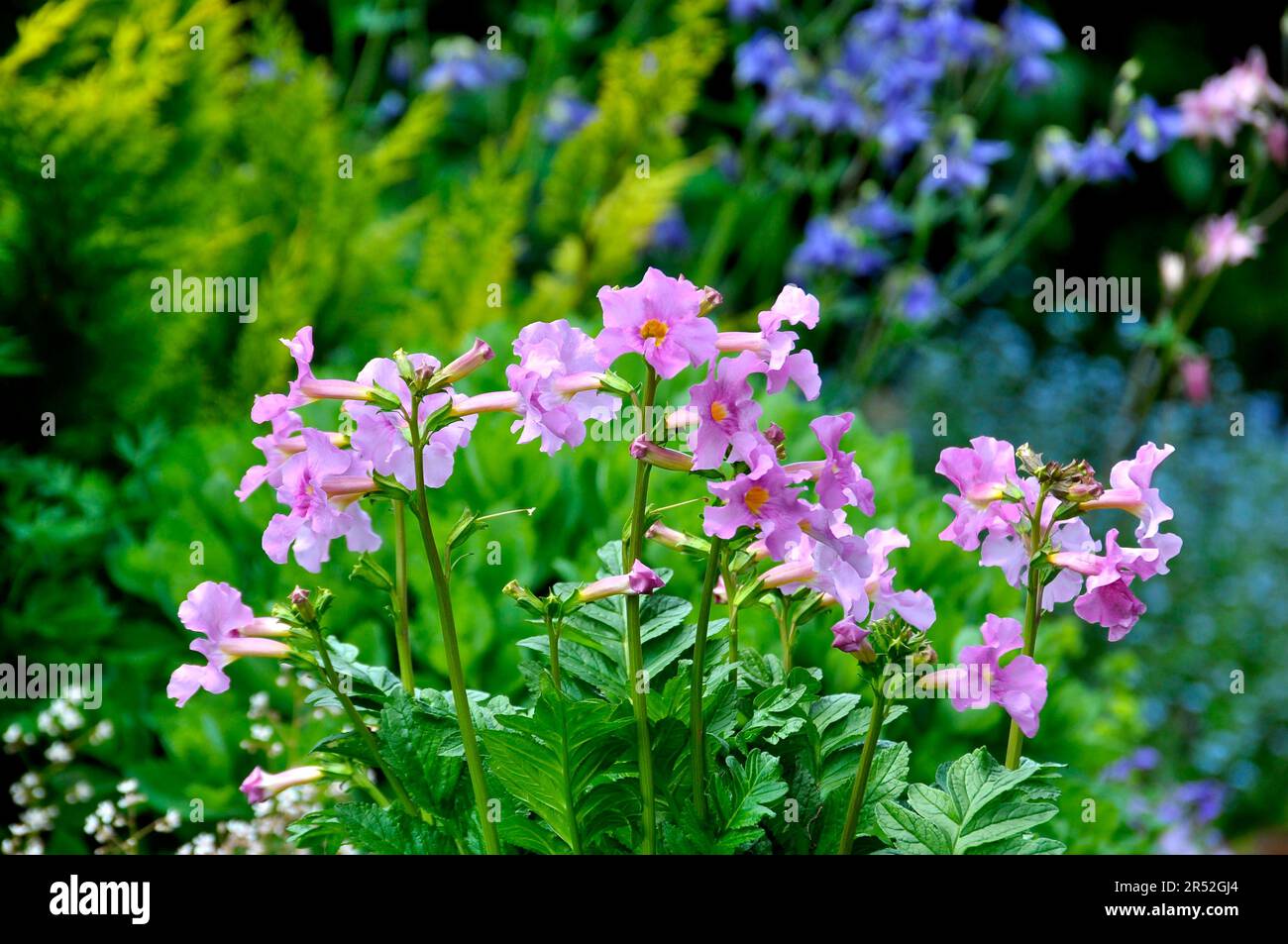 Outdoor, Garden Gloxia, Garden Gloxia (Incarvillea delavayi) (Incarvillea delava), Garden Gloxia, Outdoor Gloxia Stock Photo