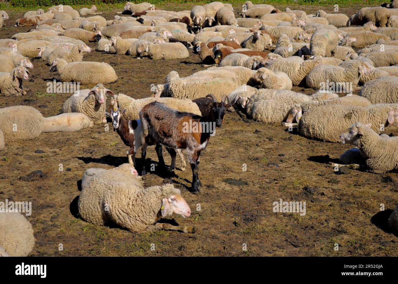 Swabian Jura, Village : Hepisau, Flock of sheep in pen, Goats between flock of sheep Stock Photo