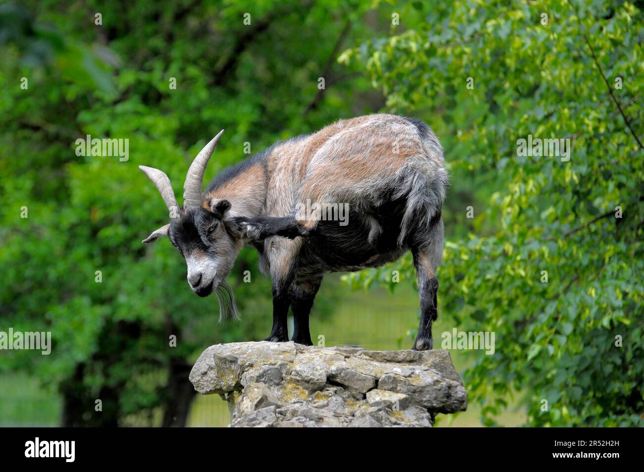 Goat in zoo, scratching, itching Stock Photo
