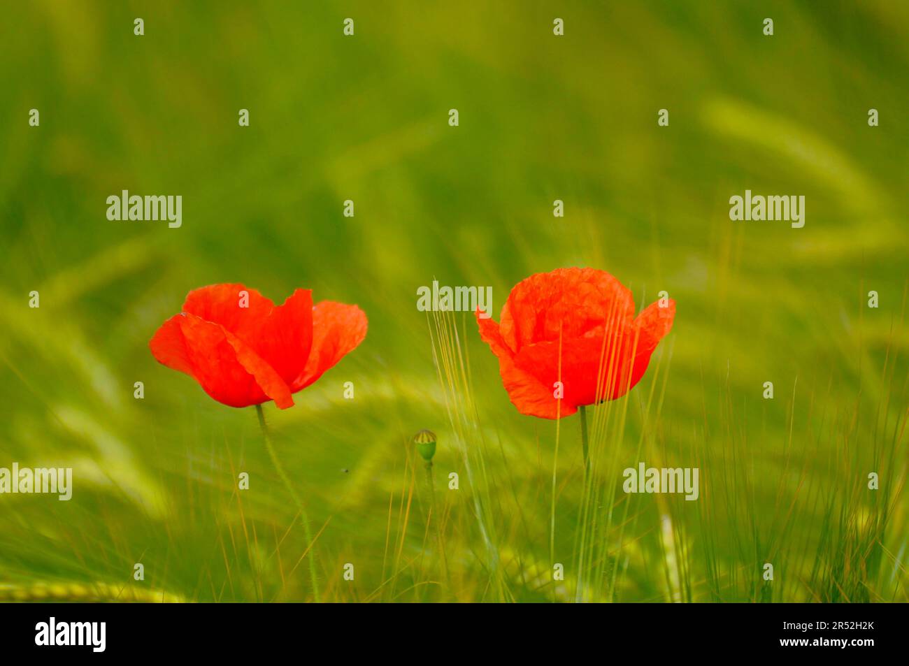 Single corn poppy flowers in the barley field Stock Photo - Alamy