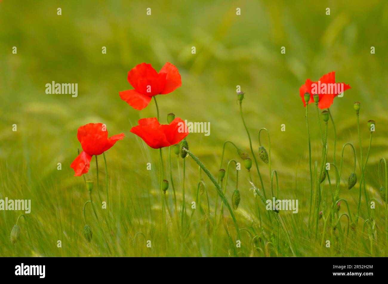 Single corn poppy flowers in the barley field Stock Photo - Alamy