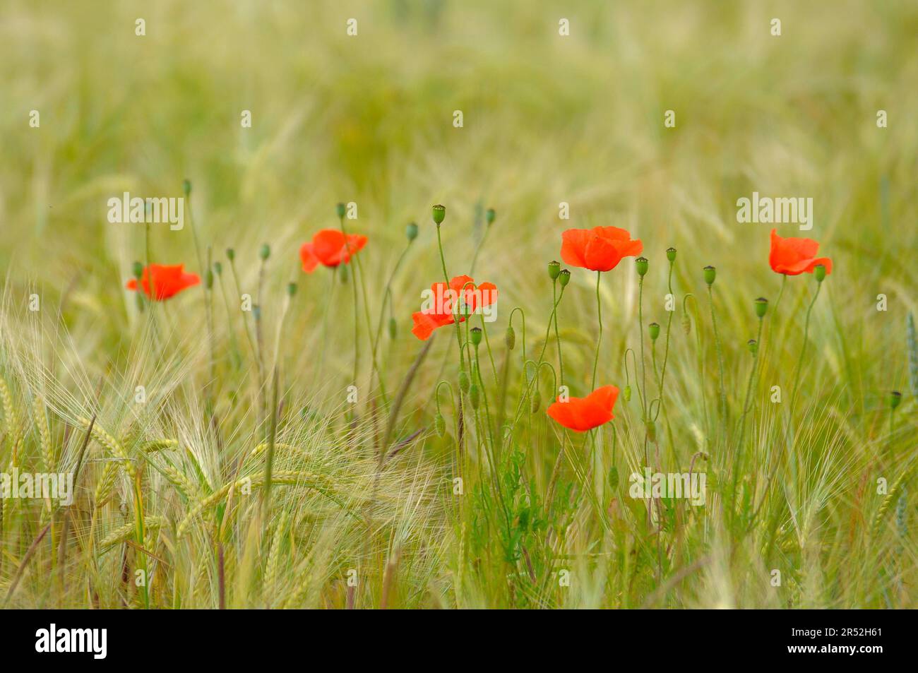 Gossip poppy flowers hi-res stock photography and images - Alamy
