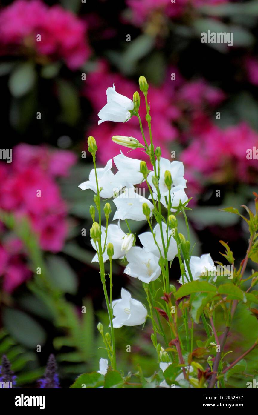 White bellflower (Campanula) in the garden persicfolia Stock Photo