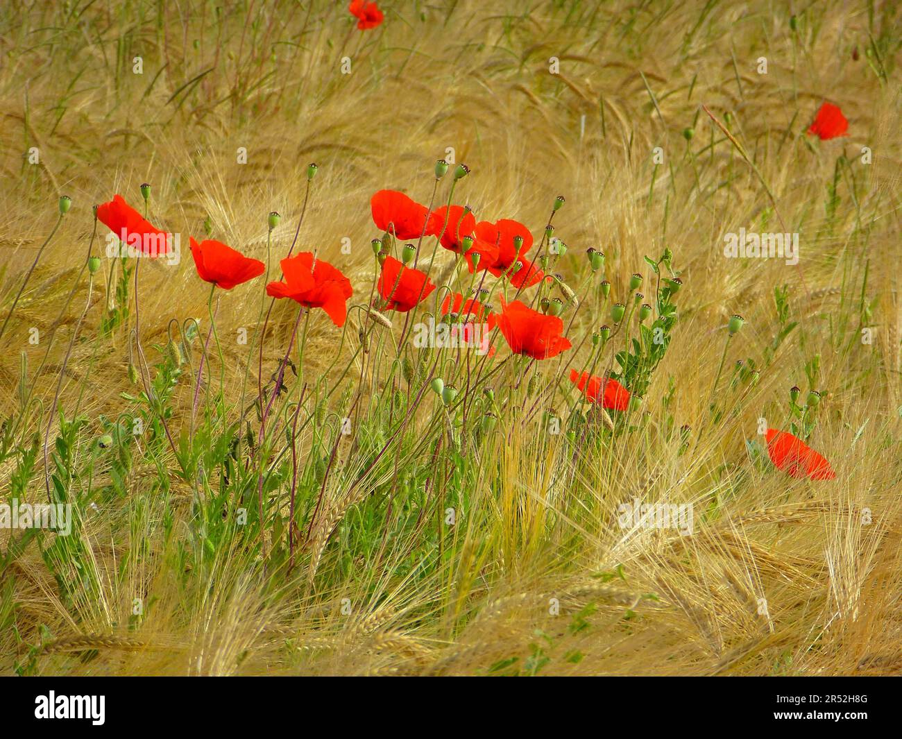 Corn poppy flowering in the rye field Stock Photo - Alamy
