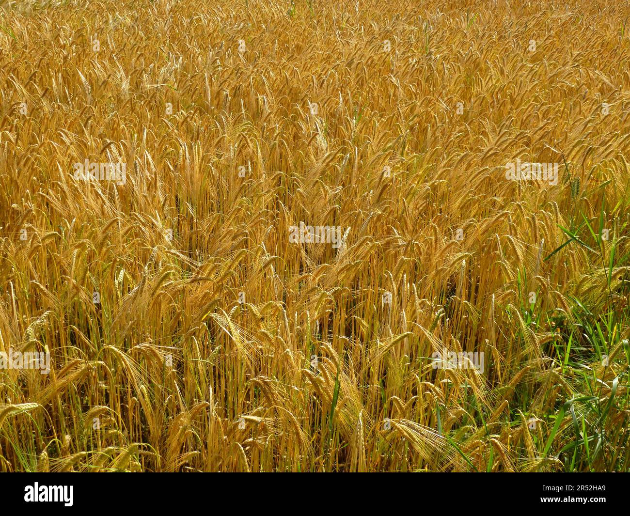 Almost ripe rye field Stock Photo - Alamy