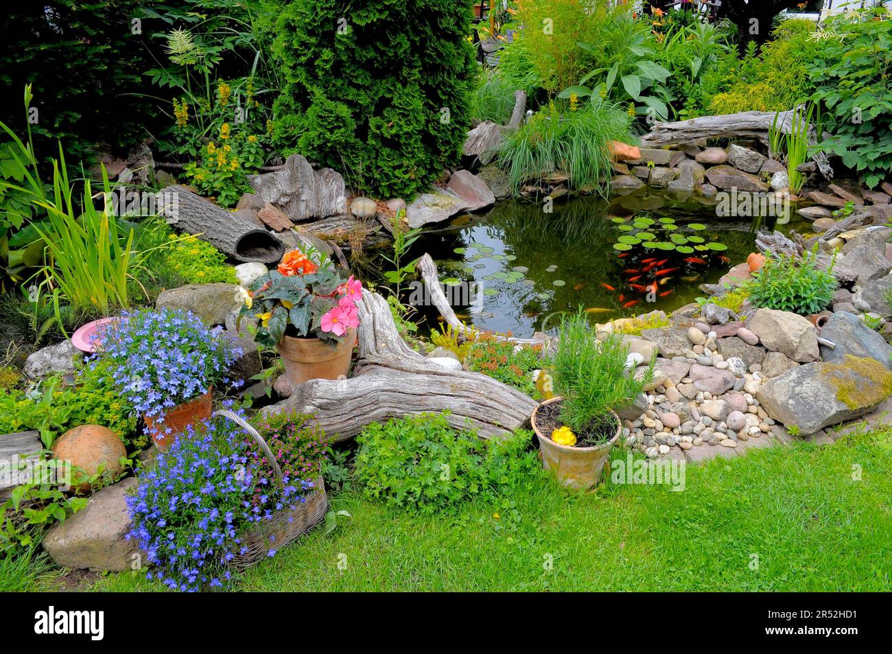 View of Ornamental garden, garden pond with goldfish Stock Photo - Alamy