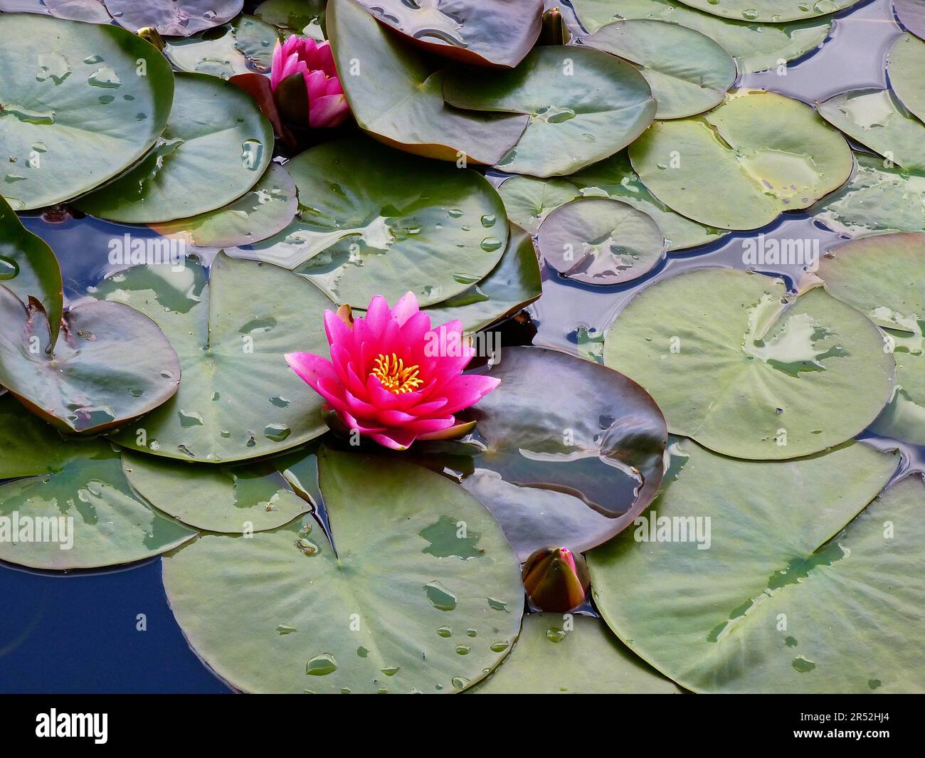 Red water lilies (Nymphaea) in the garden pond, hybrid Stock Photo