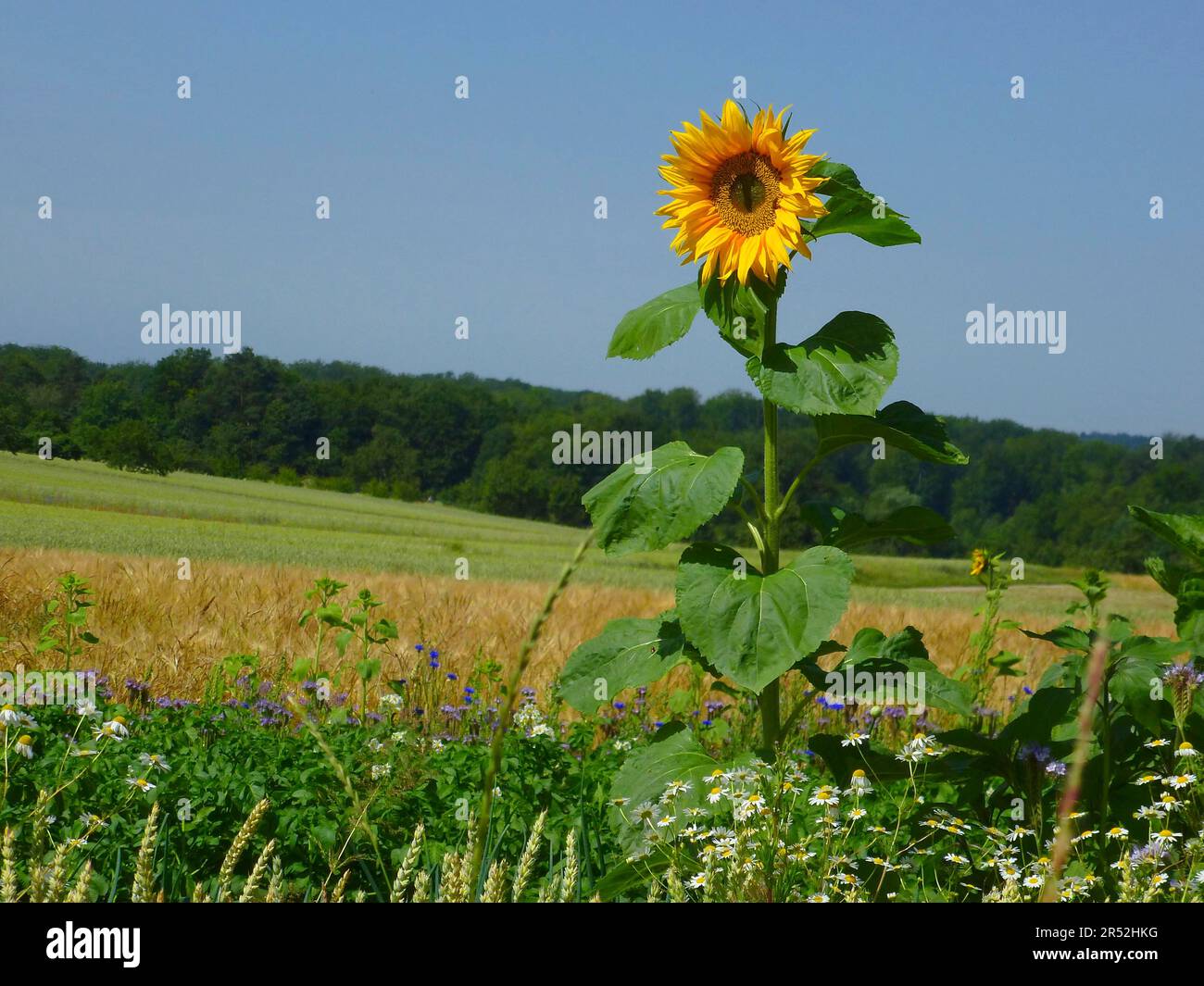 Single sunflower flowering in the field Stock Photo Alamy