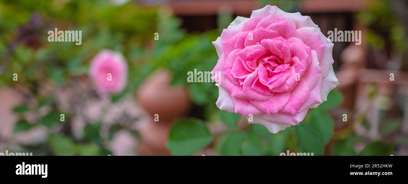 Beautiful pink roses flower in the garden. Stock Photo