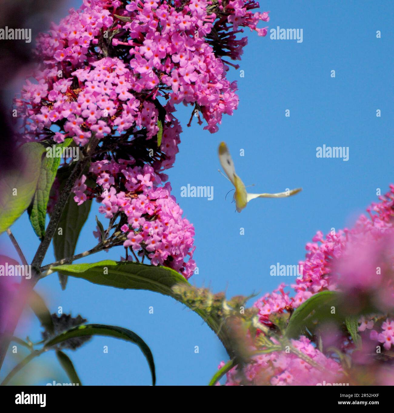 Lemon butterfly flying on butterfly bush, butterfly Stock Photo Alamy