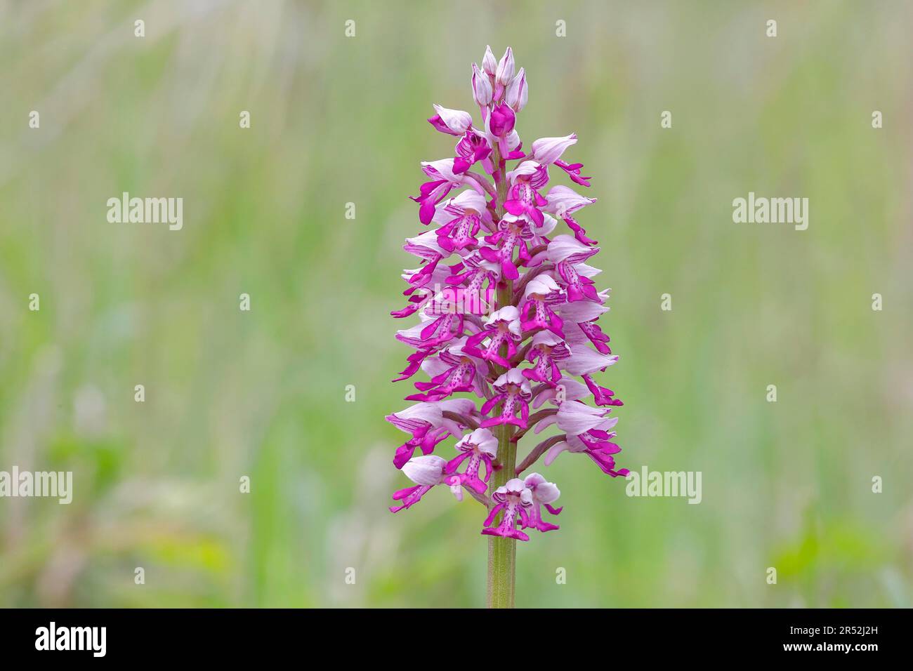 Flower of the helmet orchid (Orchis militaris) (Orchidaceae), blooming in a meadow, orchid, Lake Neusiedl, Burgenland, Austria Stock Photo