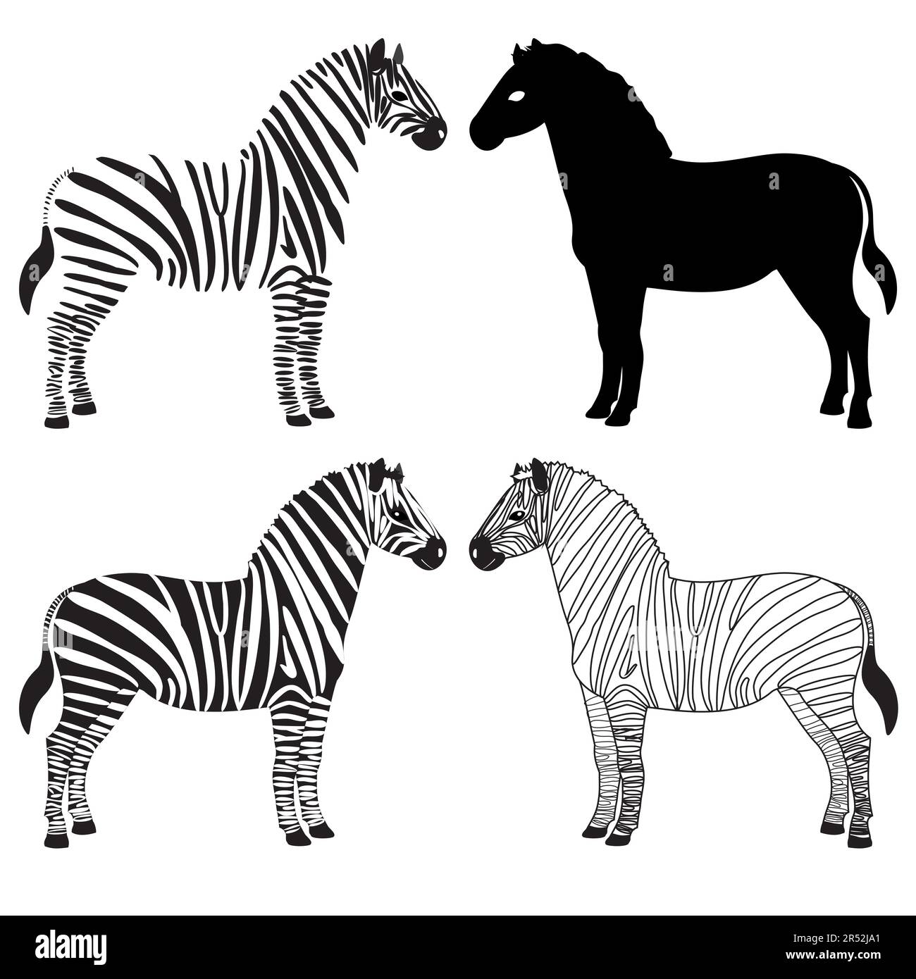 Set of various zebra silhouettes isolated on white Stock Vector Image ...