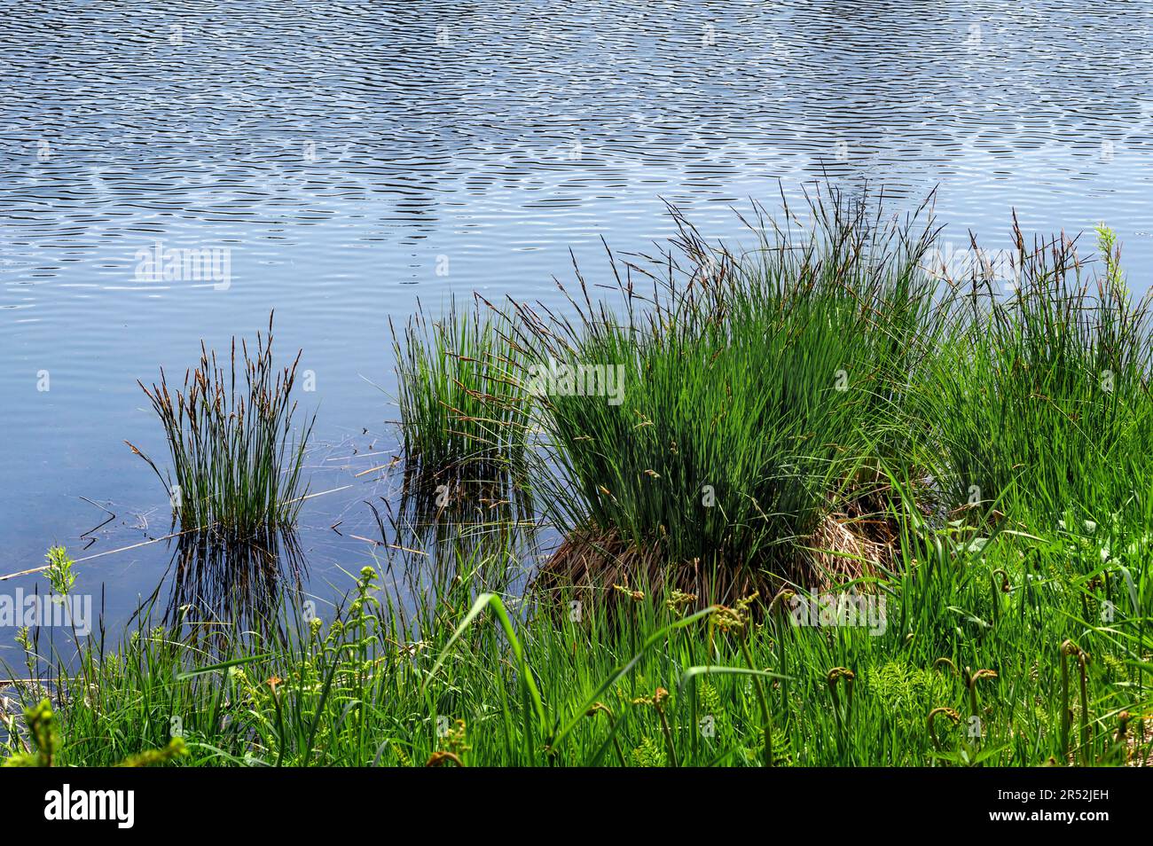 Lake shore and tufted sedge (Carex elata), Allgaeu, Bavaria, Germany Stock Photo
