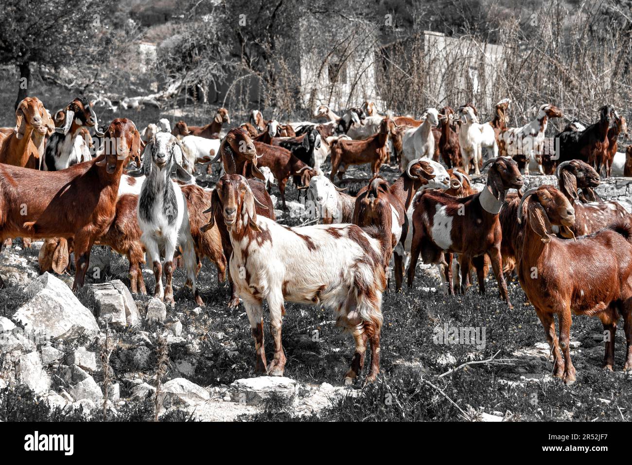 Goat herd in rural area of Cyprus Stock Photo - Alamy