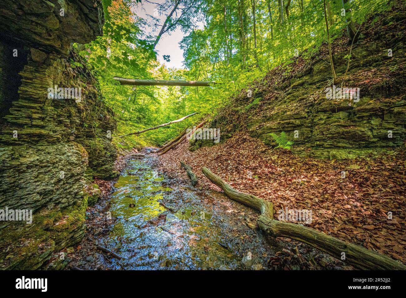 Small river flowing in mixed forest between limestone rocks in Rautal