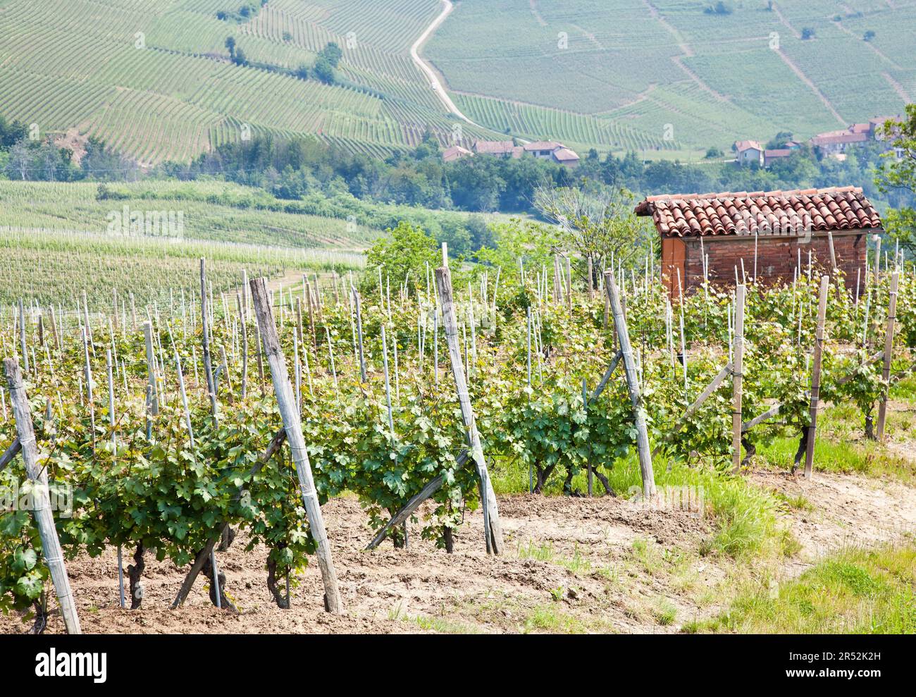 Tuscany. Vineyard in the middle of the most famous wine region of Italy Stock Photo Alamy