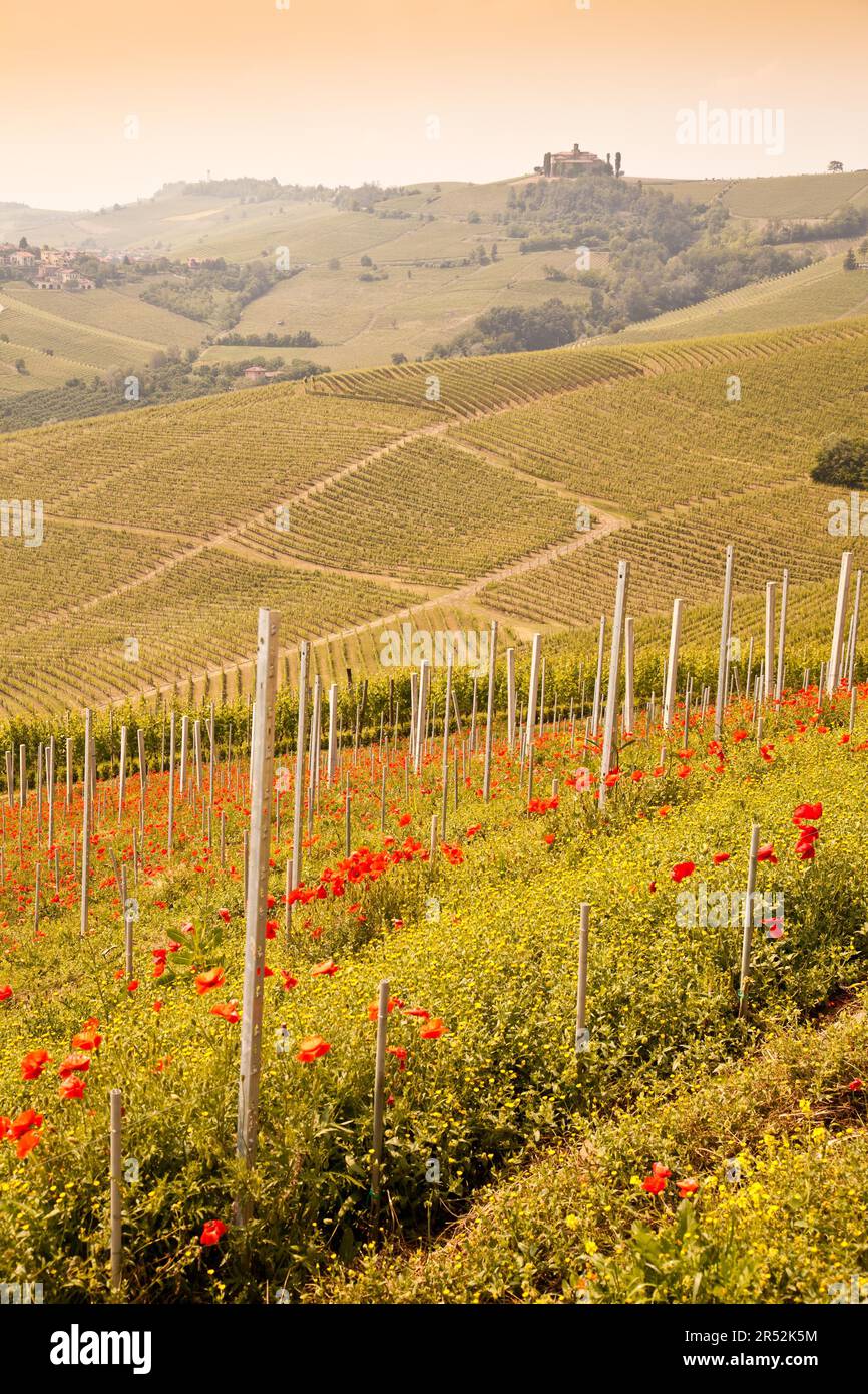 Tuscany. Vineyard in the middle of the most famous wine region of Italy Stock Photo Alamy