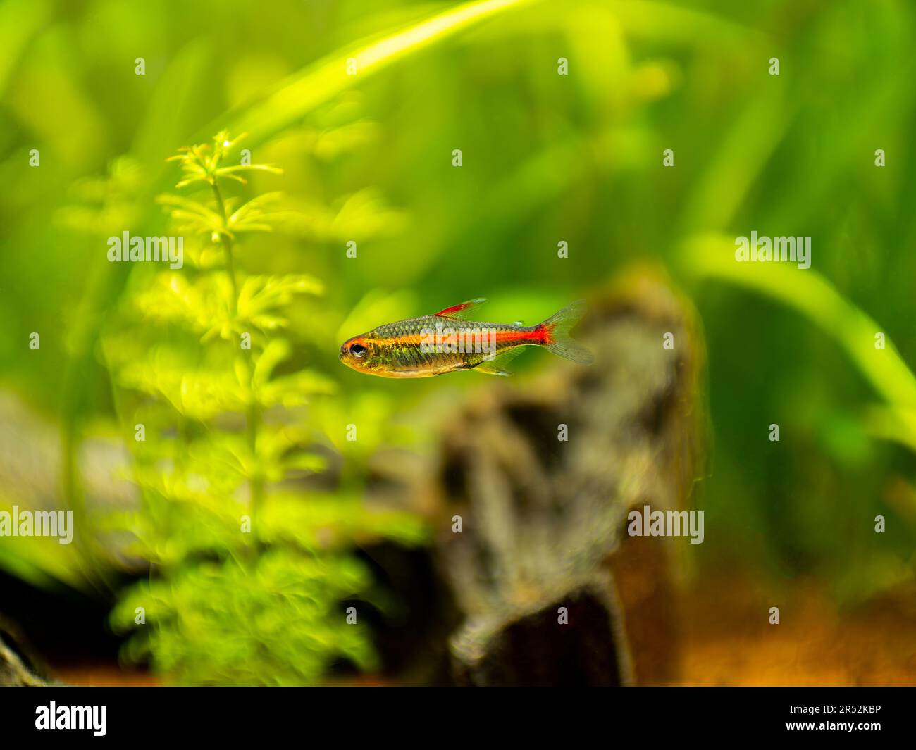 tetra growlight (Hemigrammus Erythrozonus) isolated in a fish tank with blurred background Stock Photo
