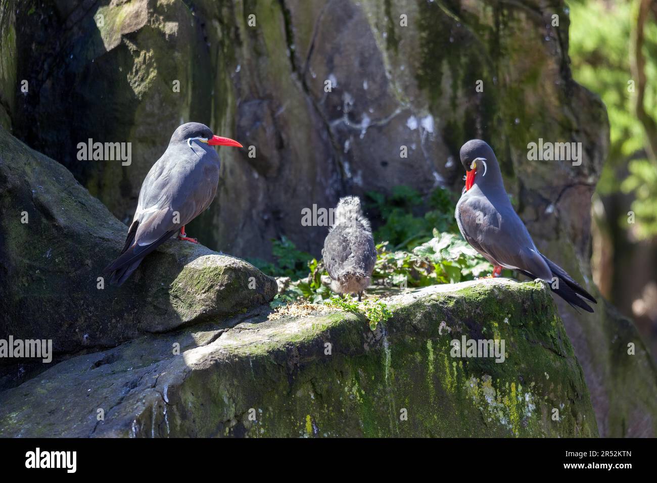 Inca Terns (Larosterna inca) and Chick on a rocky ledge Stock Photo