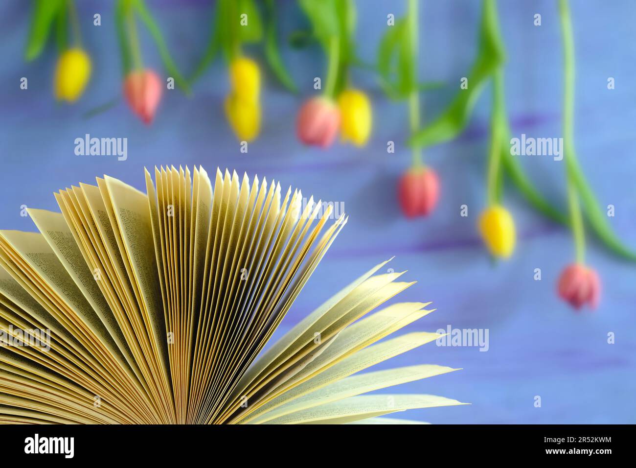 open book and tulips, reading and new books for the spring and summer, blurred background, free copy space Stock Photo