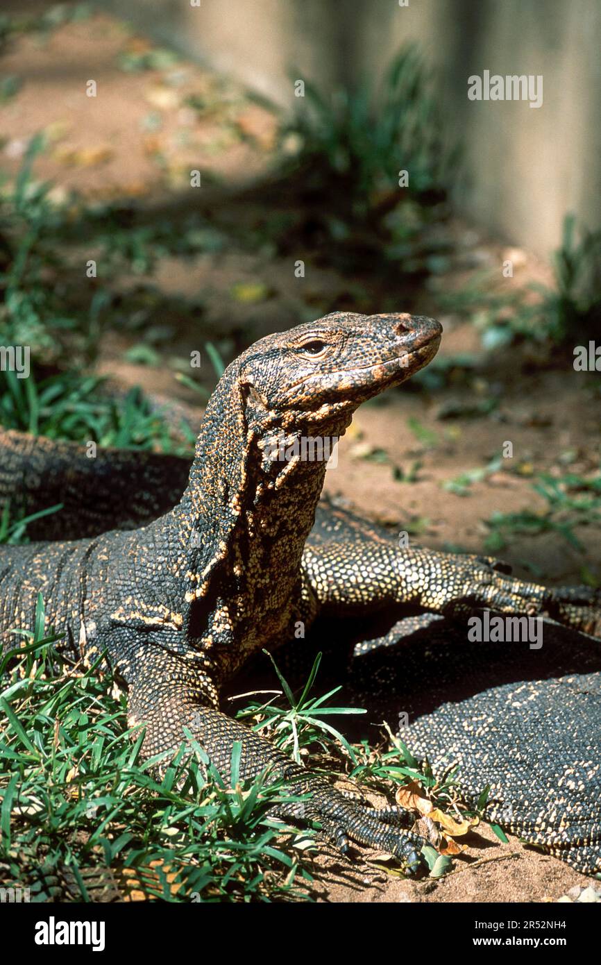 Asian water monitor (Varanus salvator) captive, The Madras Crocodile Bank Trust and Centre for Herpetology near Chennai, Tamil Nadu, South India Stock Photo