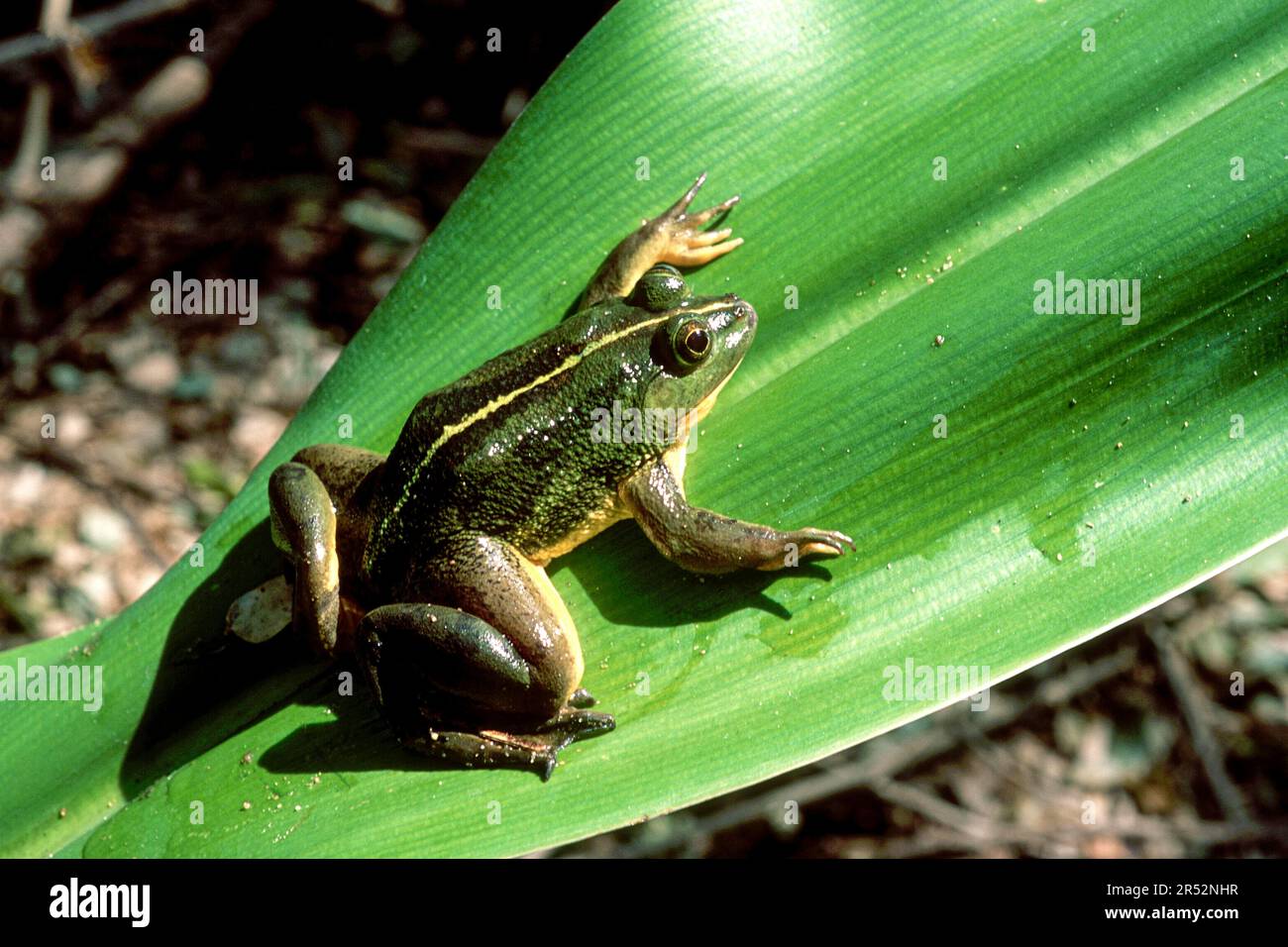 The Common Indian Green Frog (Rana hexadactyla) Tamil Nadu, South India