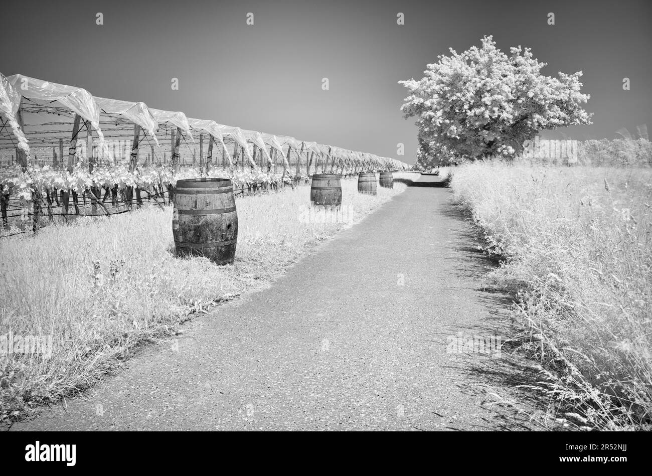 Field path, vines protected by film, viticulture, wine barrels